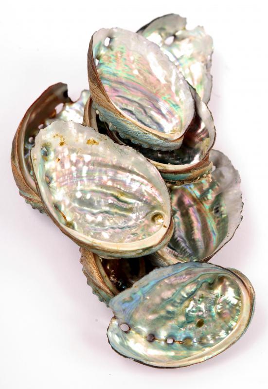 Abalone shells with mother of pearl, which is often used to make buttons.