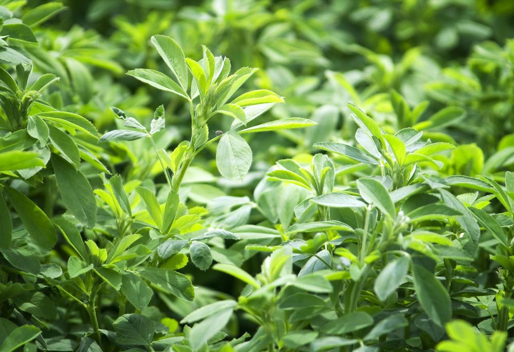 Alfalfa continues to grow throughout the year, so hay producers may be able to cut the same field up to three times before the winter freeze.