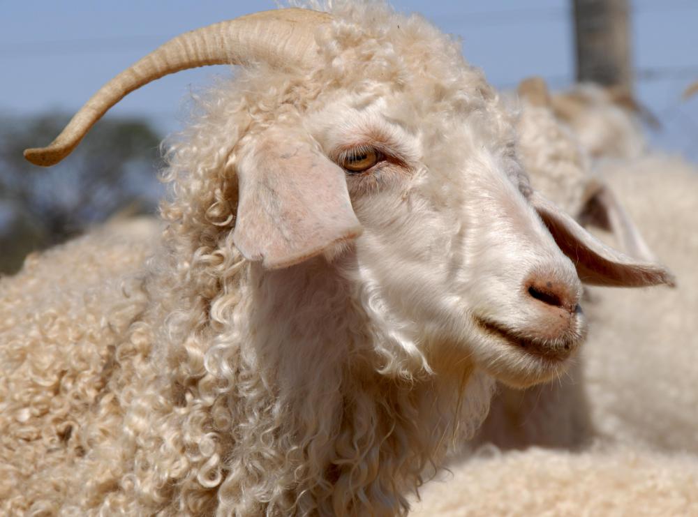 Mohair, produced from the hair of angora goats, may be used to make rug yarn.
