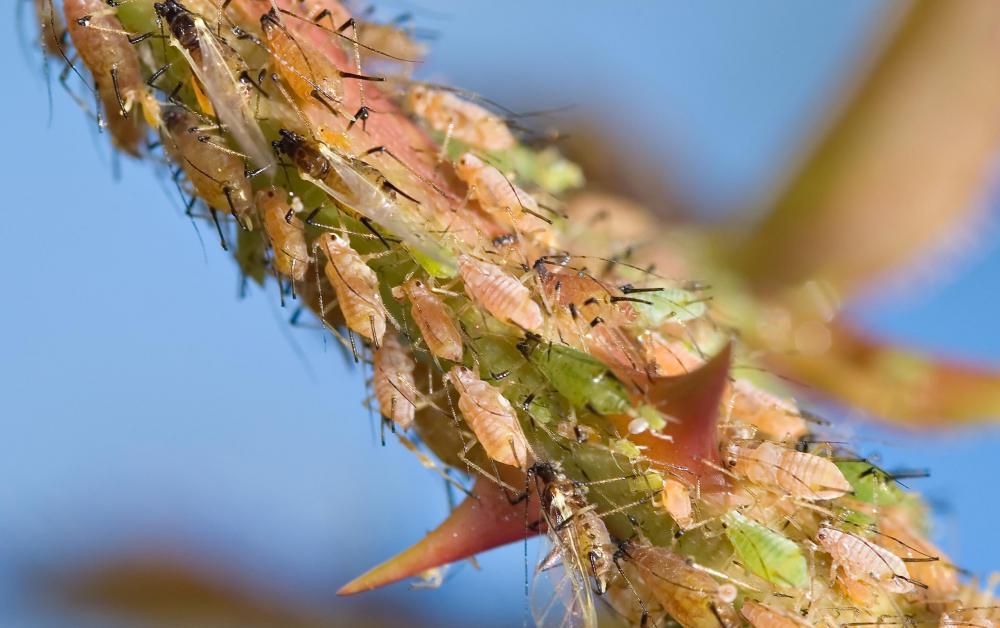 Gardening experts suggest seasonal spraying, usually spring, to avoid an aphid infestation.