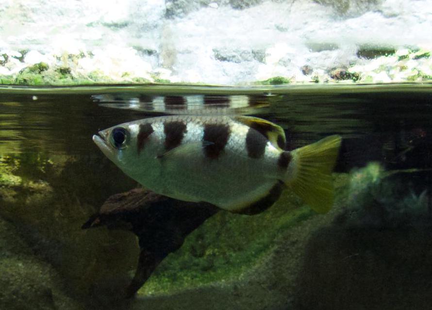 Archerfish may be kept as pets in salt water aquariums.