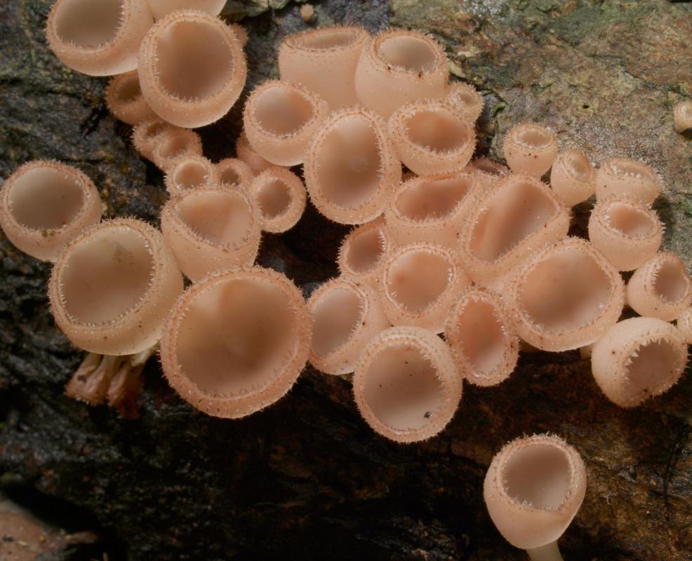 Ascomycetes are generally known as sac fungi and include cup fungi, truffles, morels and baker's yeast.