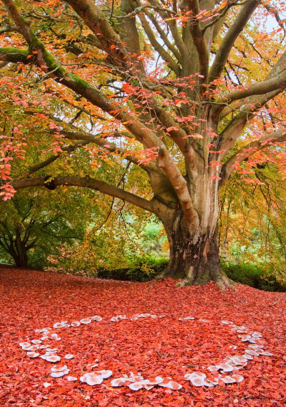 Use leaves as compost sparingly to avoid making the soil too acidic.