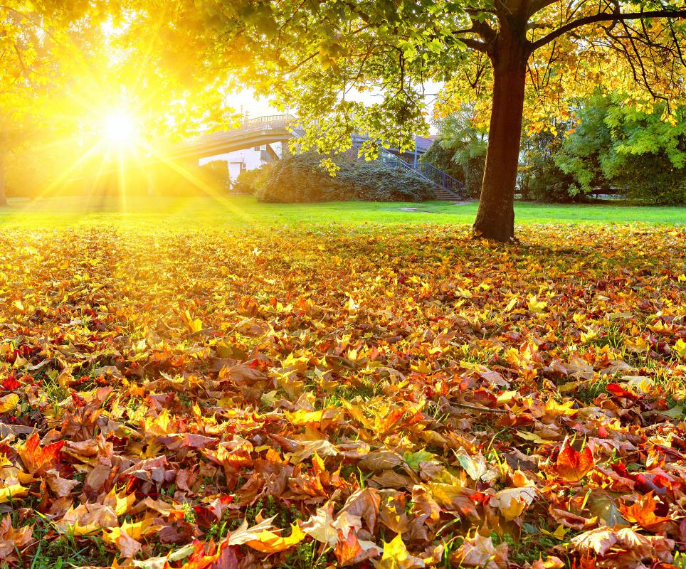 Saprophytes secrete enzymes that help break down fallen leaves.