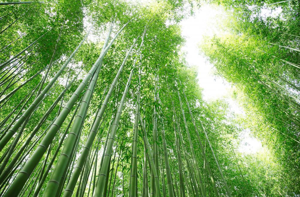 Bamboo is a fast-growing type of rhizome.