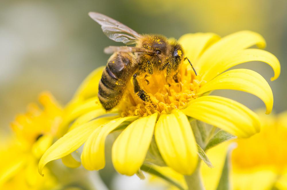 Bees become coated in pollen when they encounter an open anther.