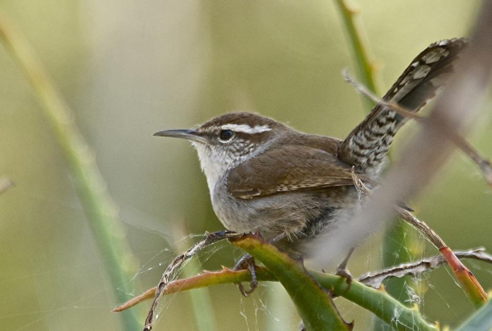 Wrens are typically attracted to enclosed birdhouses placed near shrubs or bushes.
