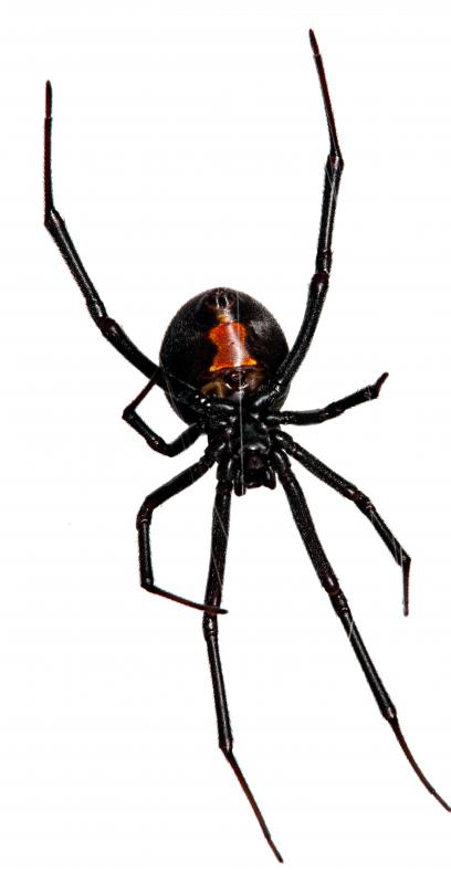 Black widow spider.