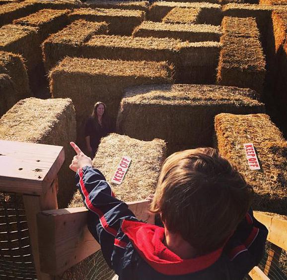 Hay may be featured in a maze.