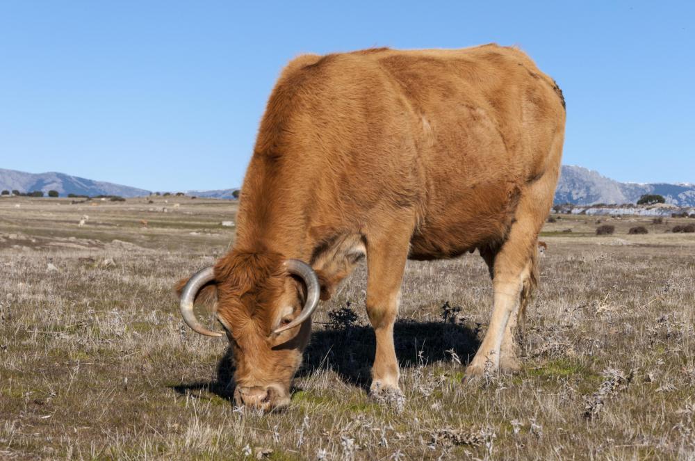 Warm season grasses are often used on livestock grazing lands.
