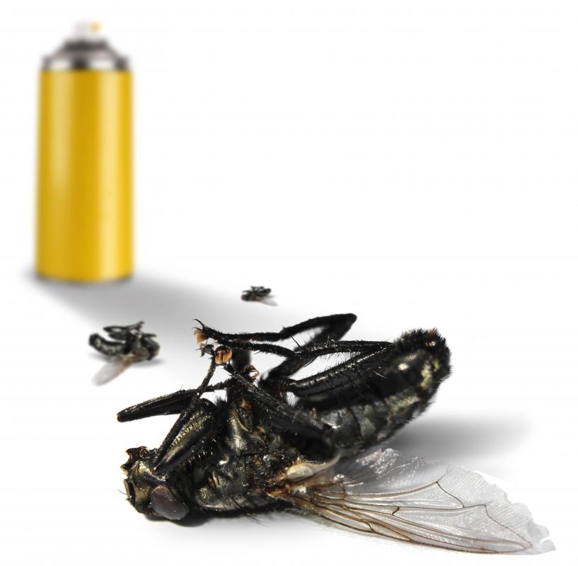 Flies can be killed by bug sprays, but many people do not like using toxic chemicals in their homes.