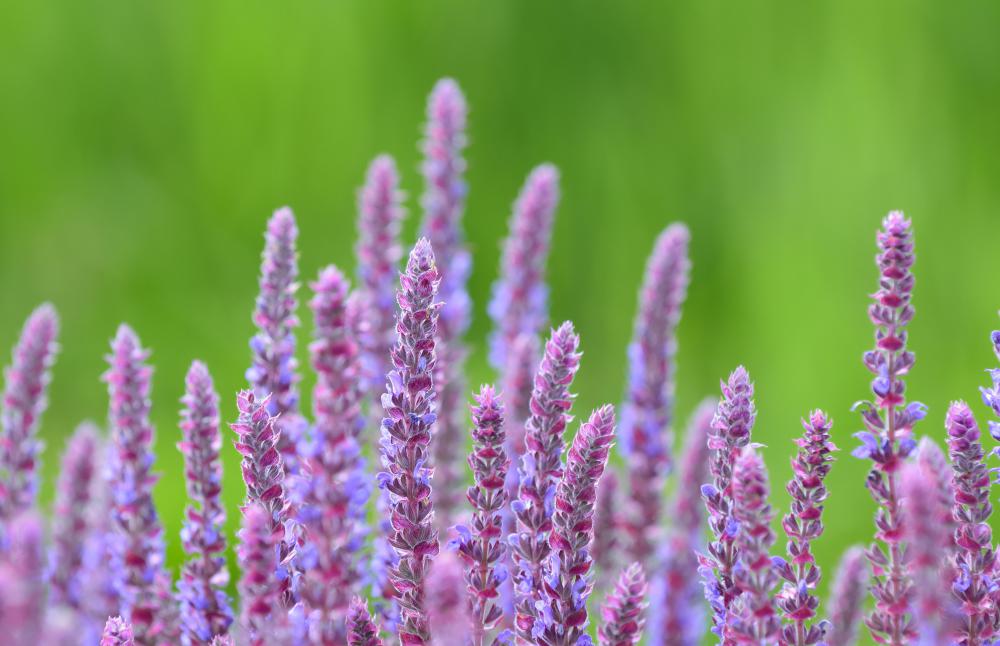 Purple sage grows in gardens and is a culinary herb.