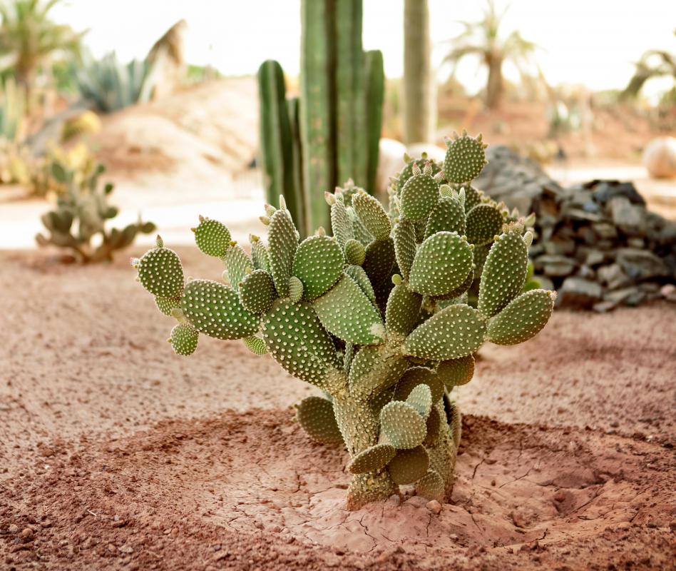 Water cactus is a delicate and tricky process; the best method is to put them in an outdoor, native habitat.