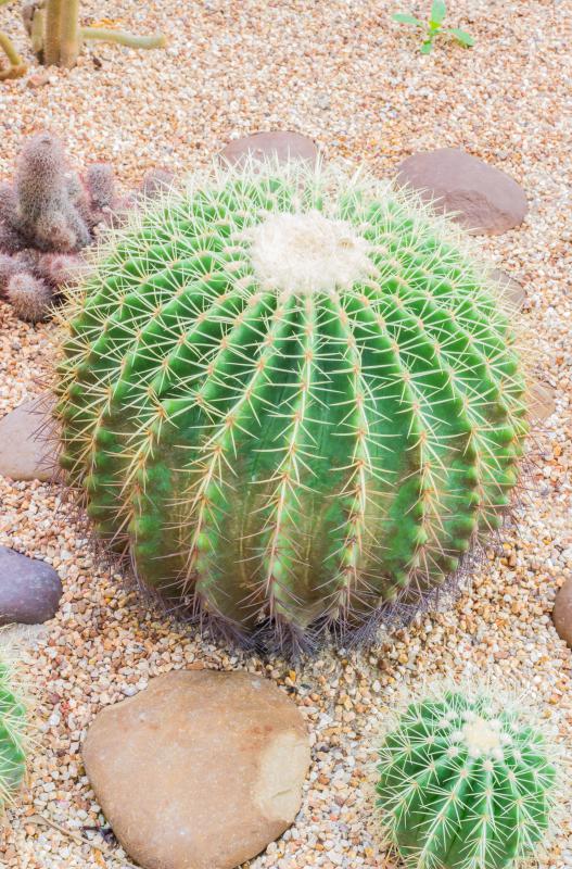 Barrel cactuses are native to desert environments.