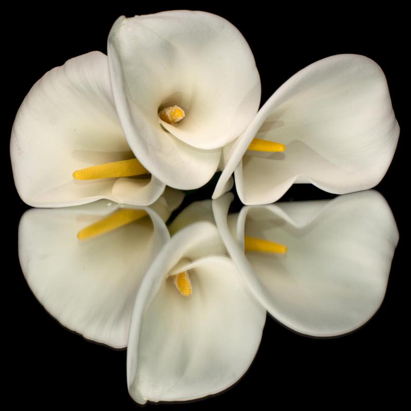 Calla lillies can be grown from rootstock.