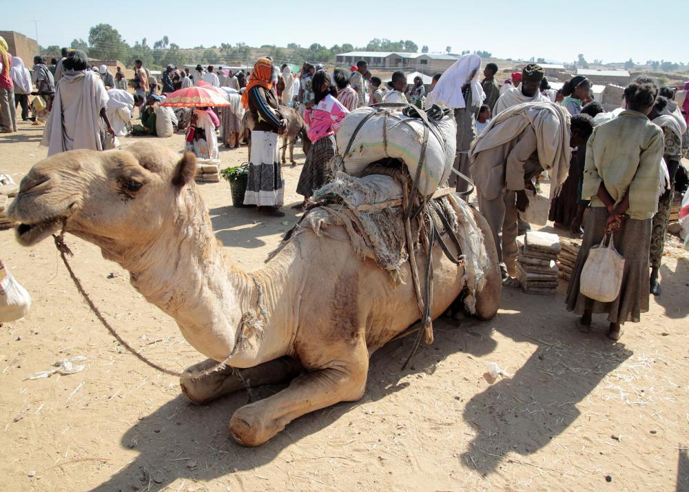 Berber carpets are sometimes made with camel hair.