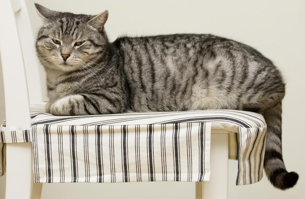 A cat lying on a ticking chair cover.