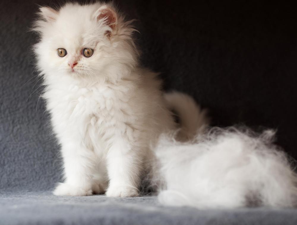 A lint roller removes pet hair from clothing and furniture.