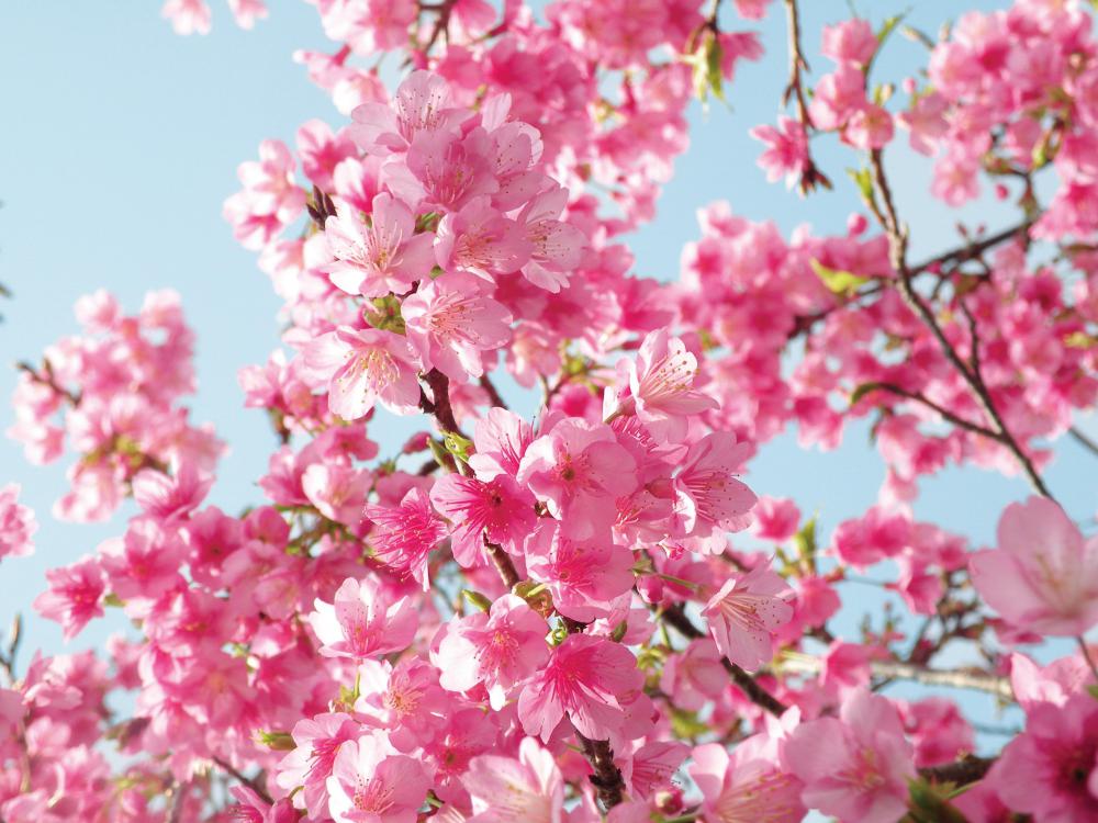 Japan is known for its cherry blossoms.