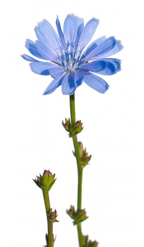Chicory plants have blue flowers.