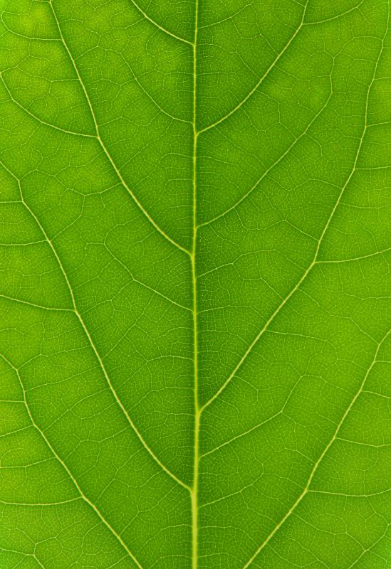 Chlorophyll, which gives leaves a green color, sometimes transfers onto the fingers, causing a green thumb.