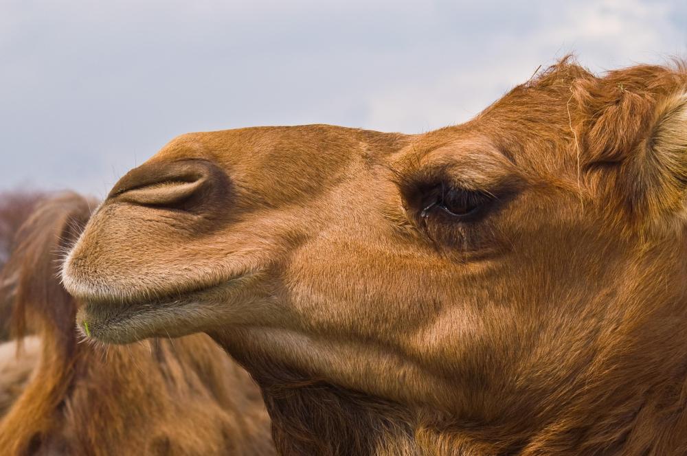 Berber carpets were traditionally made from camel hair.