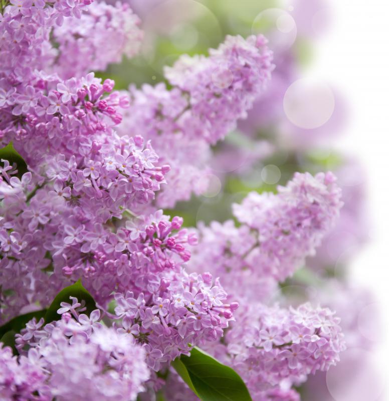 Some ornamental plants are grown for their flowers.
