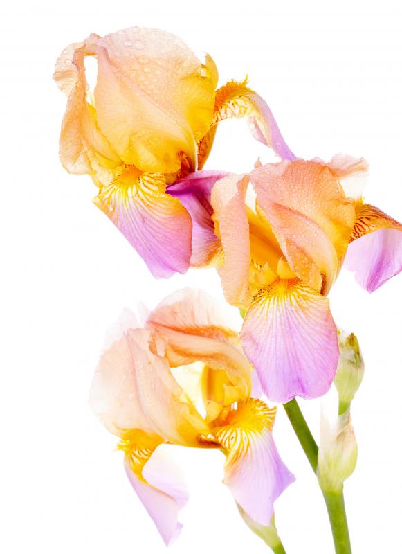 The long roots of some irises can grow too large for small pots.
