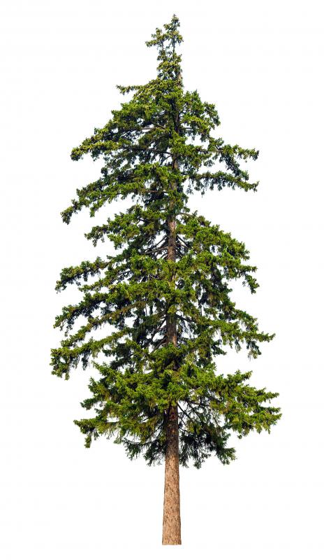 Conifer trees are softwood.