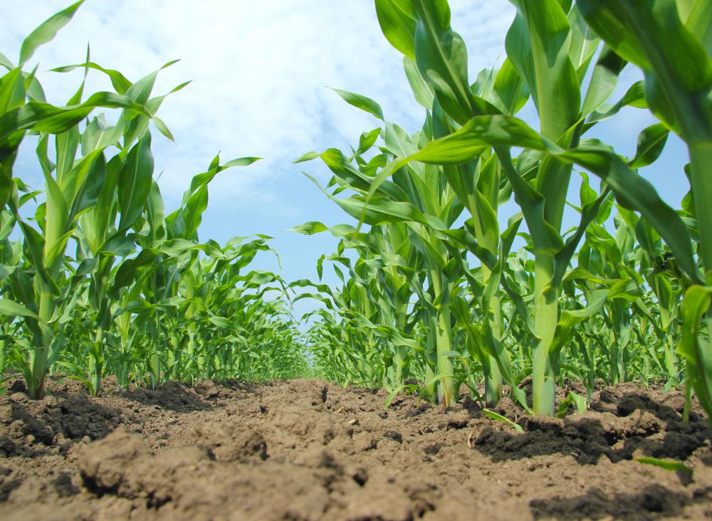 Blight disease can spread through a corn field and destroy the crop.