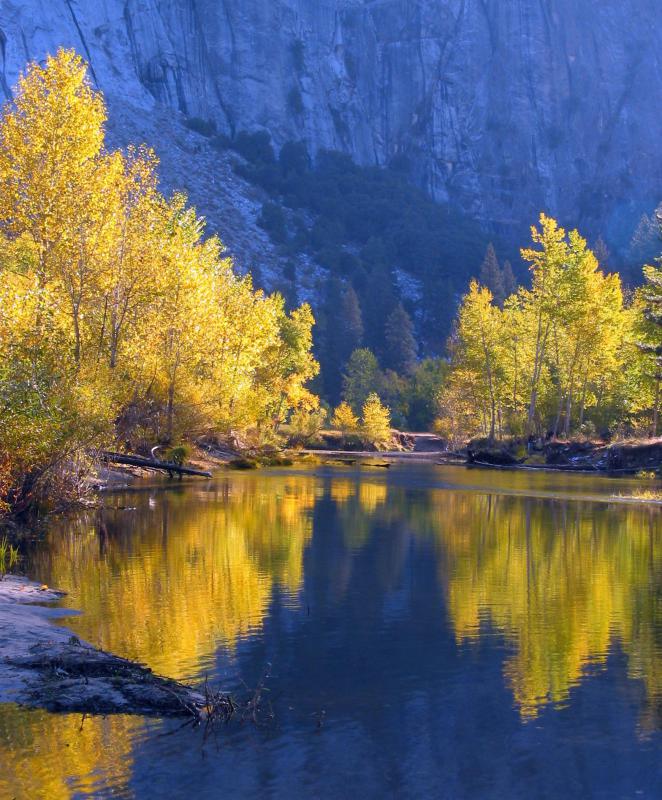 Most cottonwoods are found in riparian zones near rivers, lakes, or other fresh water sources.