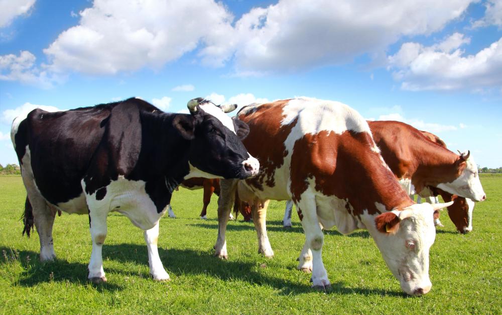 The cross fence is central to management-intensive grazing (MiG), a livestock farming method characterized by rotation of stock among multiple paddocks to allow the forage crop and the soil to rest.