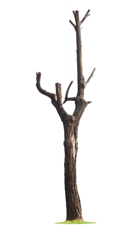 If you don't understand the process of tree transplanting before attempting it, the end result will likely be a dead tree.