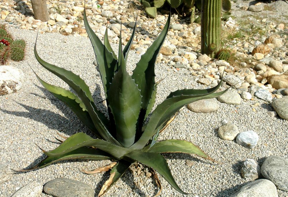Aloe vera grows best in sandy soil that drains well.