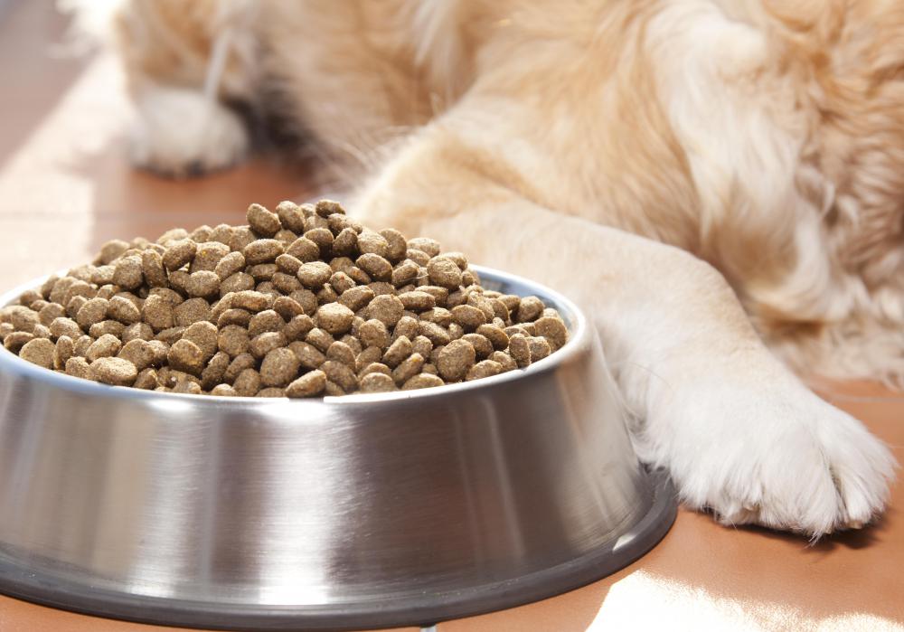 Even leaving dog food out longer than necessary can cause problems with ants.