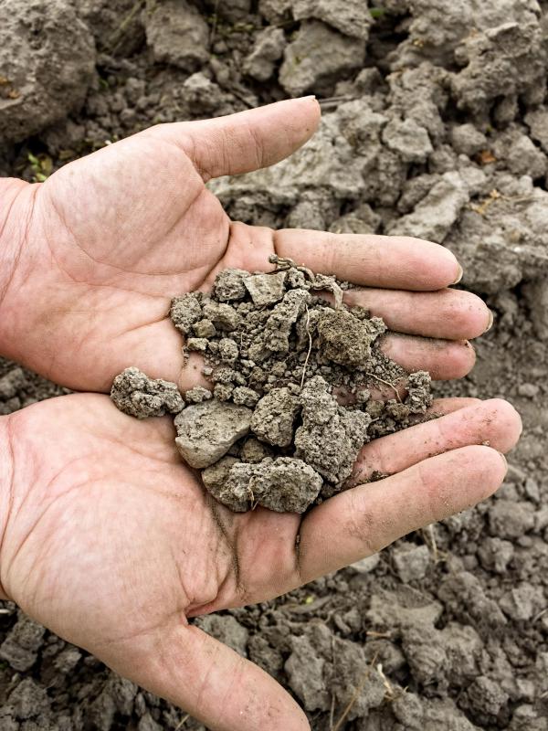 It can take years to amend hard clay-like soil.