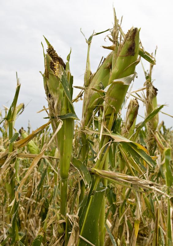 Excessive ammonium sulphate use can render a plant susceptible to disease or make land too acidic for use.