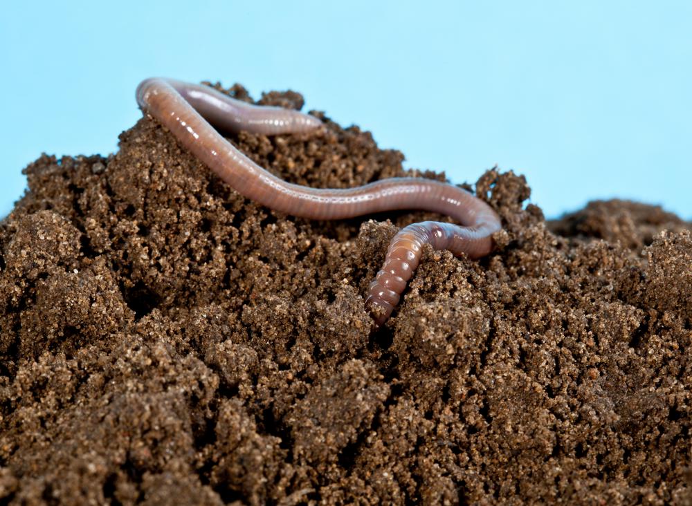 Silty soil is fairly fertile.