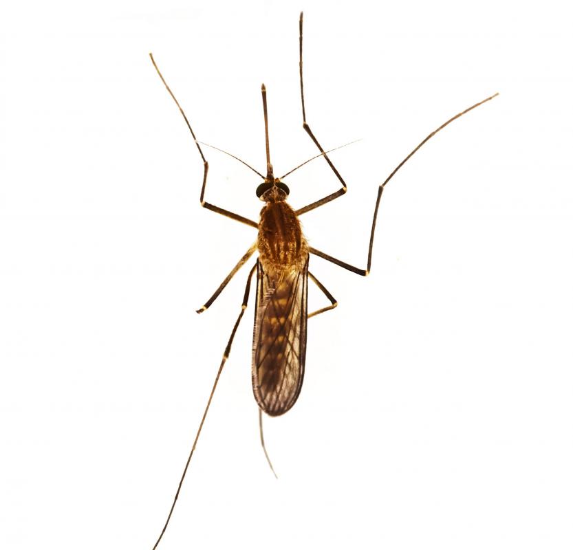 A number of organic insecticides may help kill mosquitoes.
