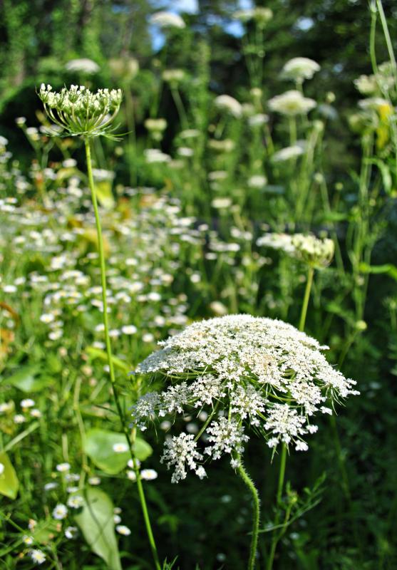 Hemlock can be found in many regions of the world.