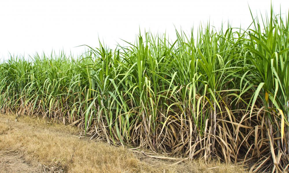 Farmers may hydrate crops grown in dry climates using the sub-irrigation method.