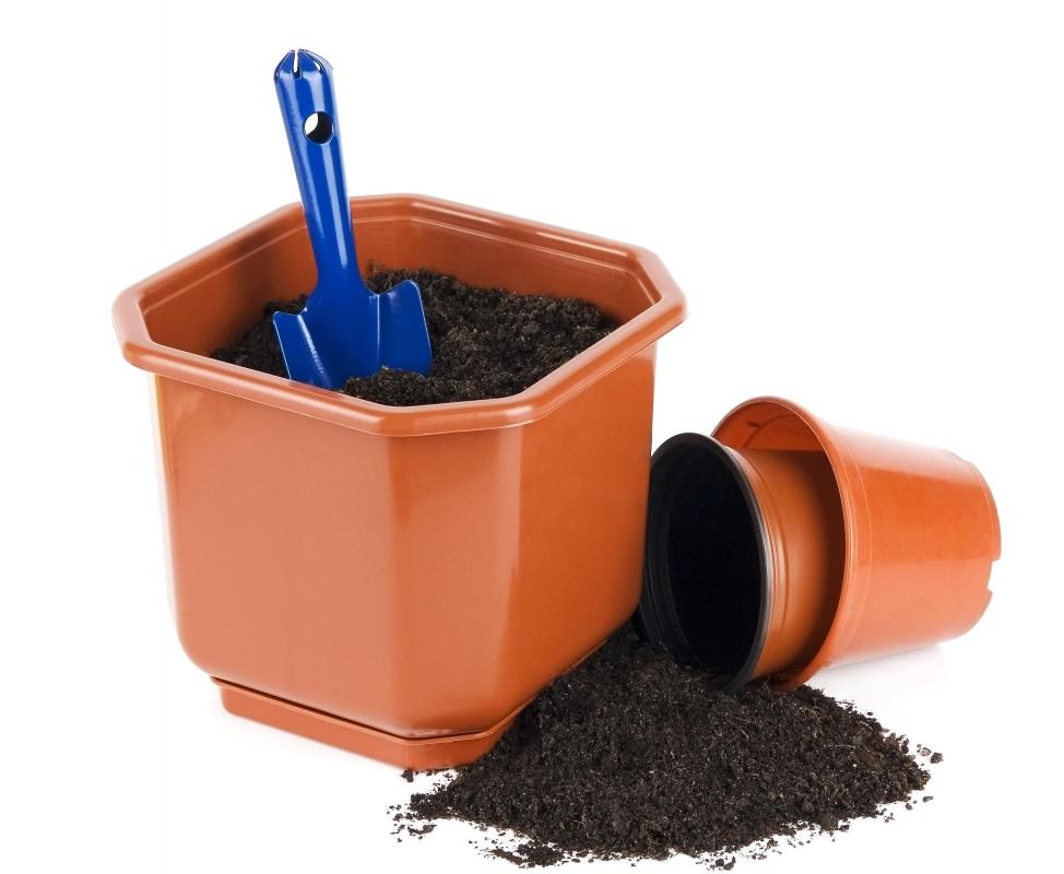 As roots develop, cuttings may be transferred to small pots with potting soil.