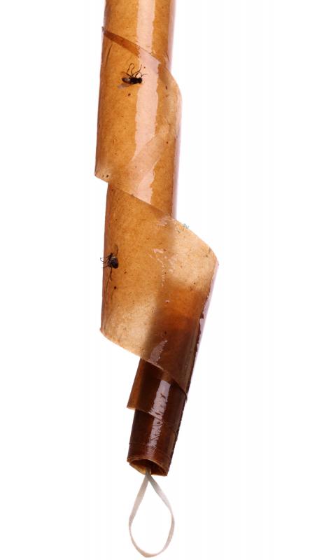 Flypaper is a simple and often effective way to trap houseflies.
