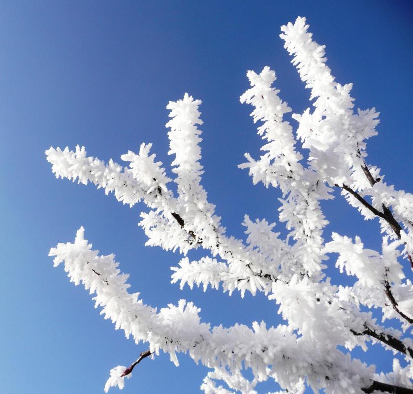 Frost occurs when temperature drop below 34 degrees Fahrenheit.