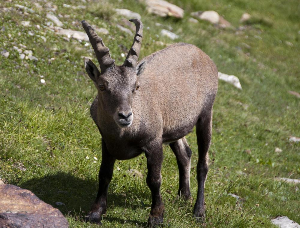 Ancient vellum was made from calves or goats.