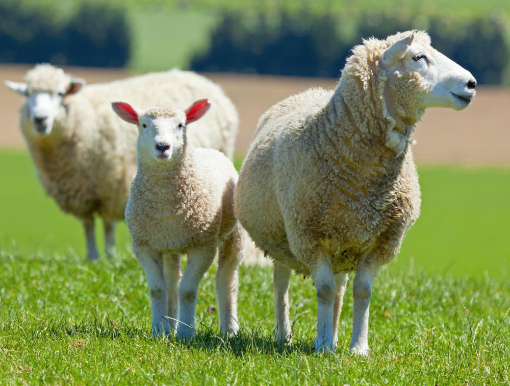 Raising sheep for wool insulation is less taxing on the environment than making fiberglass insulation.
