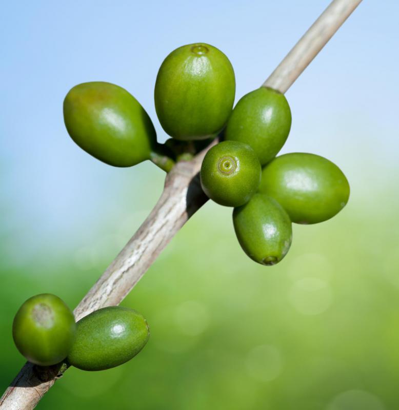 Coffee plants tend to have chromosomes in multiples of 11.