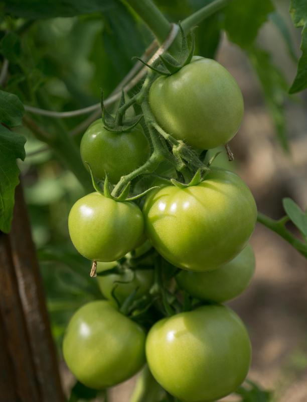 Beefsteak tomatoes are often eaten when unripe, especially in areas where fried green tomatoes are popular.