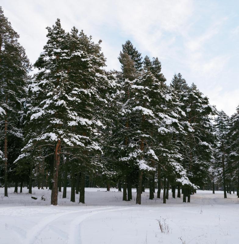 Pine trees are just one of the cone-bearing plants.