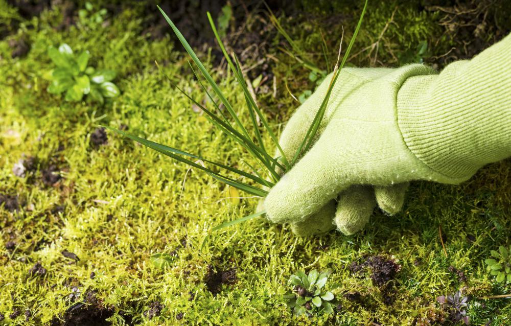 Pulling all weeds out of the lawn is an important step before reseeding.